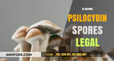 Is Buying Psilocybin Spores Legal? Understanding the Legal Landscape
