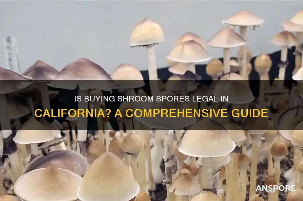 is buying shroom spores legal california