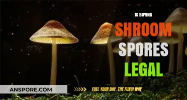 Is Buying Shroom Spores Legal? Understanding the Laws and Risks