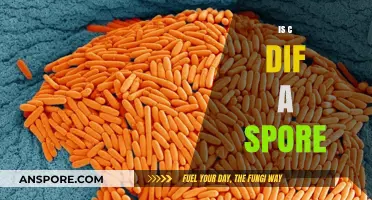 Is C. Diff a Spore? Understanding Its Survival and Transmission