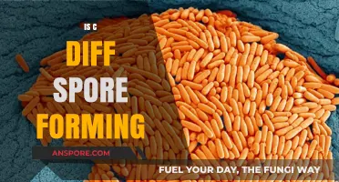 Understanding C. Diff: The Truth About Its Spore-Forming Abilities