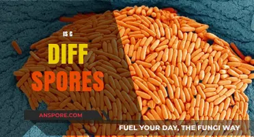 Understanding C. Diff Spores: Transmission, Risks, and Prevention Strategies