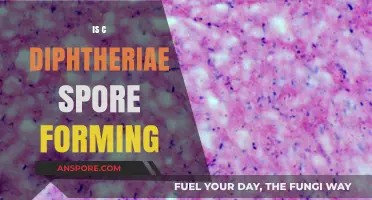 Does Corynebacterium Diphtheriae Form Spores? Unraveling the Truth