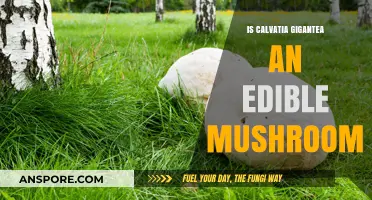 Is Calvatia Gigantea Edible? A Guide to Giant Puffball Mushrooms