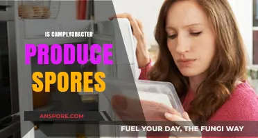 Does Campylobacter Form Spores? Unraveling the Bacterial Survival Myth