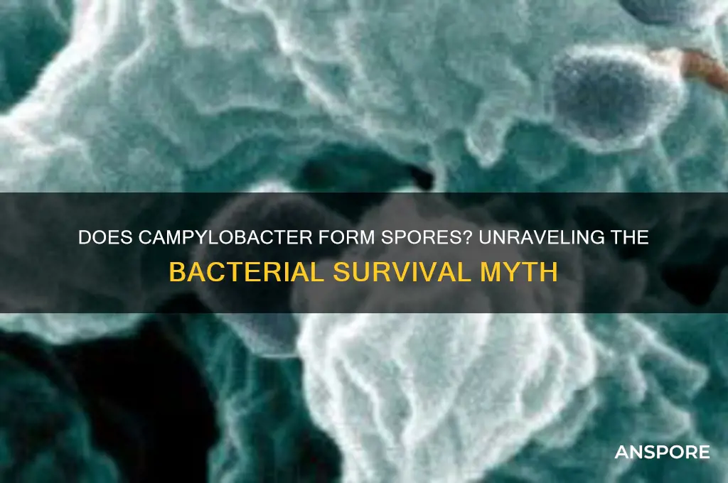is camplyobacter produce spores