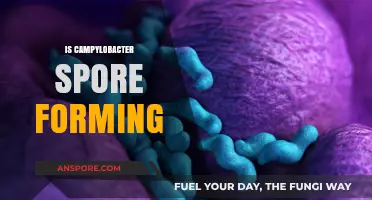 Is Campylobacter Spore-Forming? Unraveling the Truth Behind This Pathogen