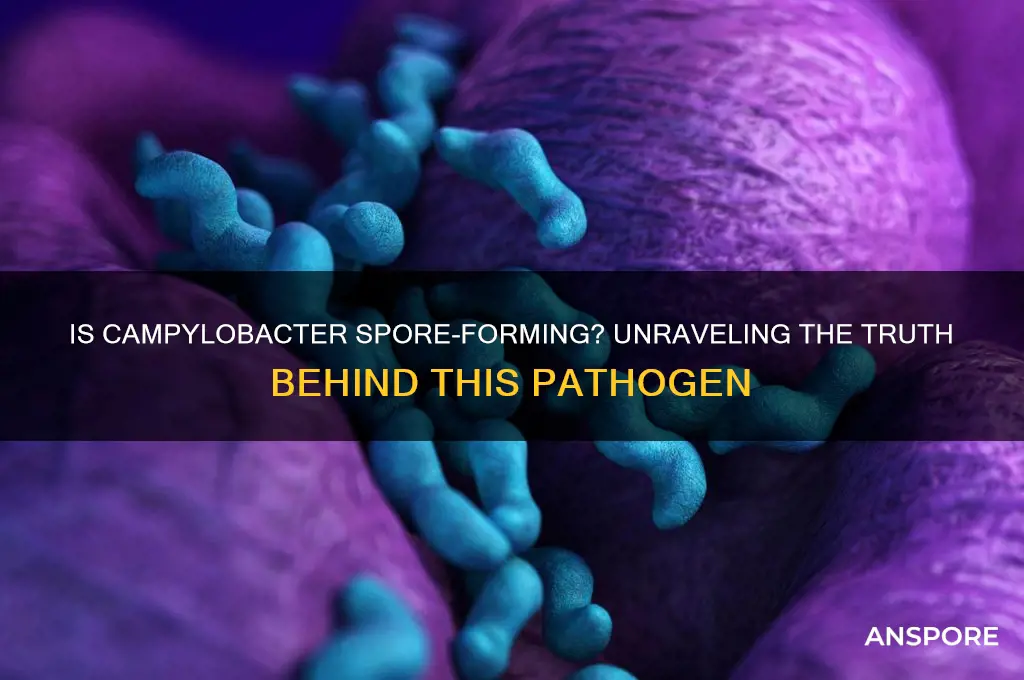 is campylobacter spore forming