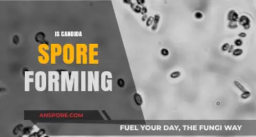 Does Candida Form Spores? Unraveling the Truth About Candida's Survival Mechanisms