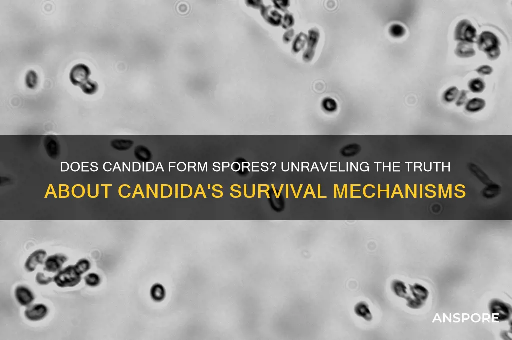 is candida spore forming