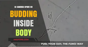 Understanding Candida: Spore Formation vs. Budding in the Human Body