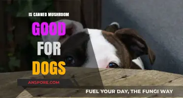 Can Dogs Eat Canned Mushrooms? Safety and Health Considerations