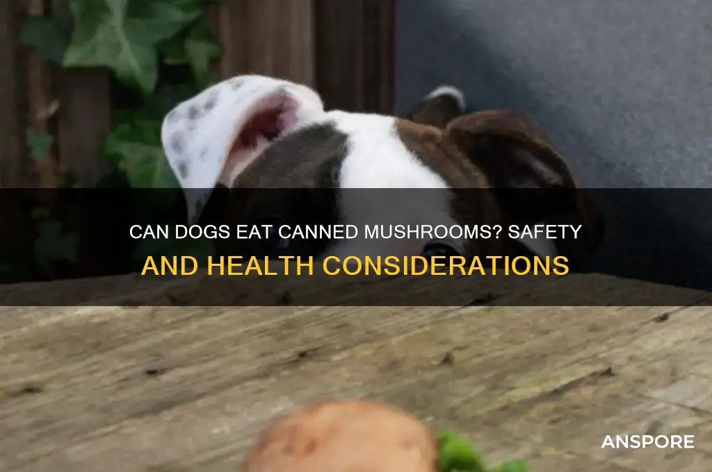 is canned mushroom good for dogs