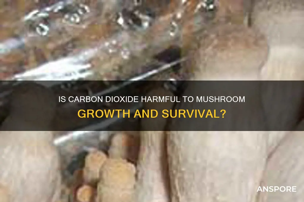 is carbon dioxide toxic to mushrooms