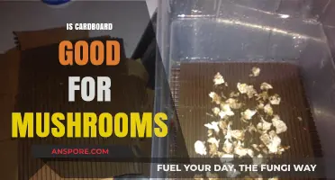 Is Cardboard a Good Substrate for Growing Mushrooms?