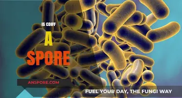 Understanding C. Diff: Is It a Spore and What It Means