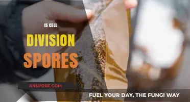 Understanding Cell Division: Are Spores a Form of Cellular Replication?