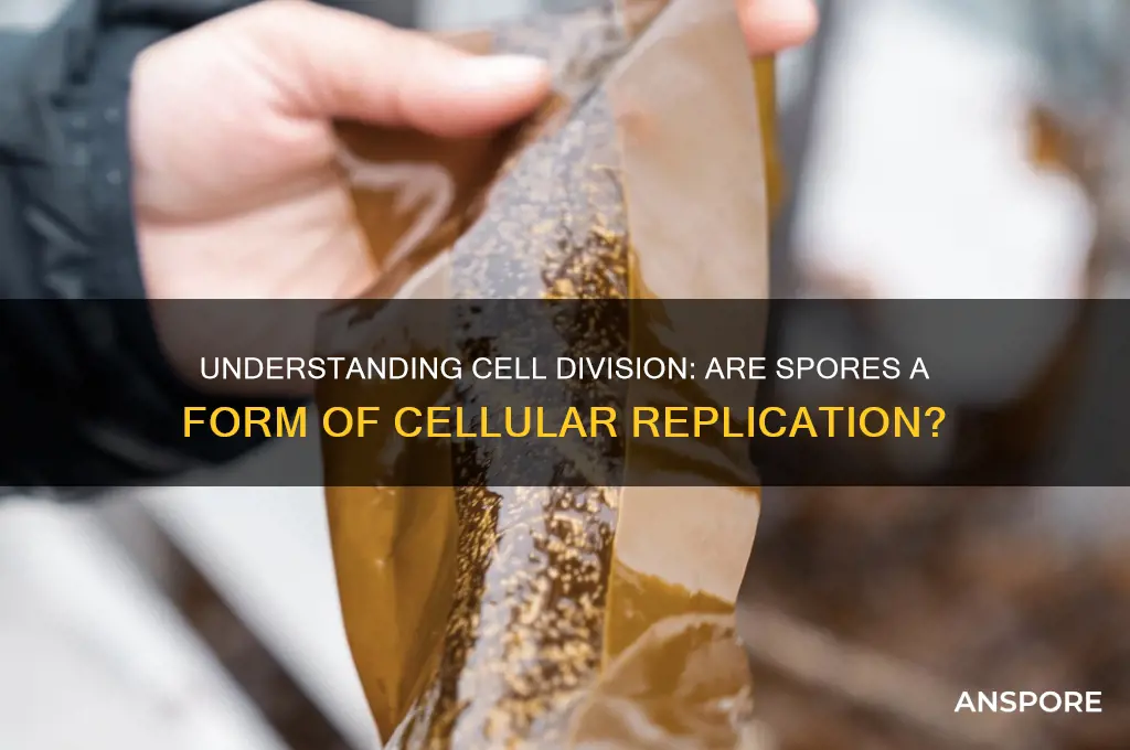 is cell division spores
