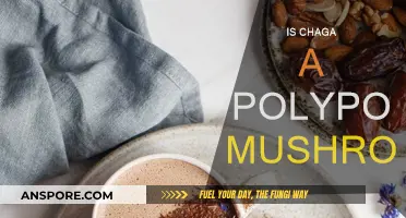 Chaga: A Polypore Mushroom Superfood?