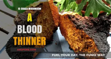 Chaga Mushroom and Blood Thinning: Separating Fact from Fiction