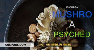 Chaga Mushrooms: Are They a Psychedelic Trip?