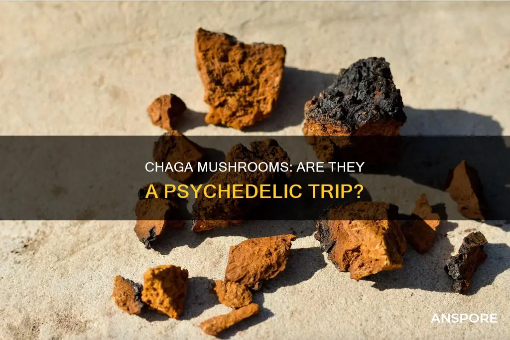is chaga mushroom a psychedelic