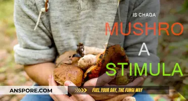 Chaga Mushroom: Stimulant or Not?