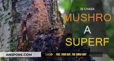 Chaga Mushrooms: Superfood or Super Hype?
