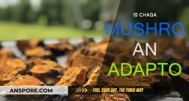Chaga Mushroom: Nature's Ultimate Adaptogen?