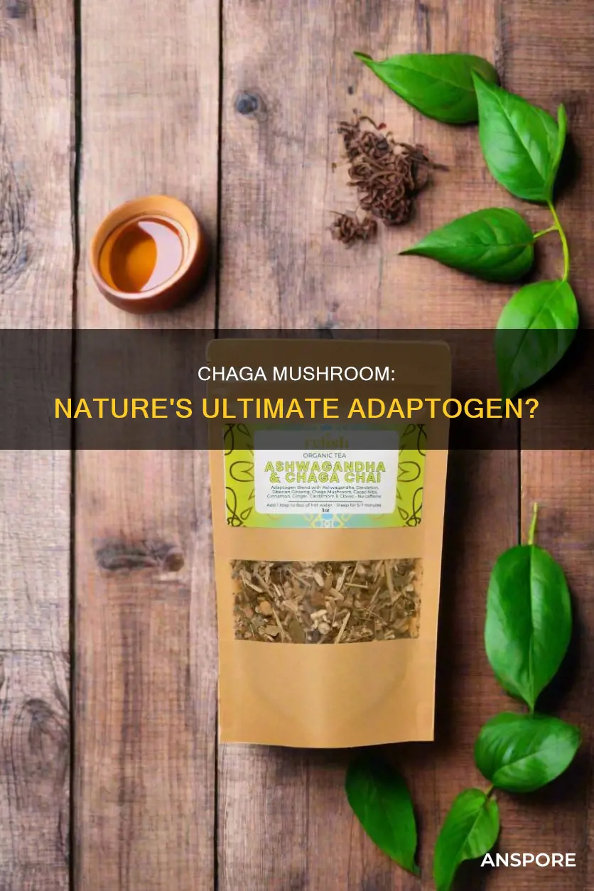 is chaga mushroom an adaptogen