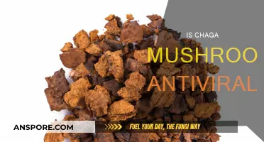 Chaga Mushrooms: Nature's Antiviral Superfood?