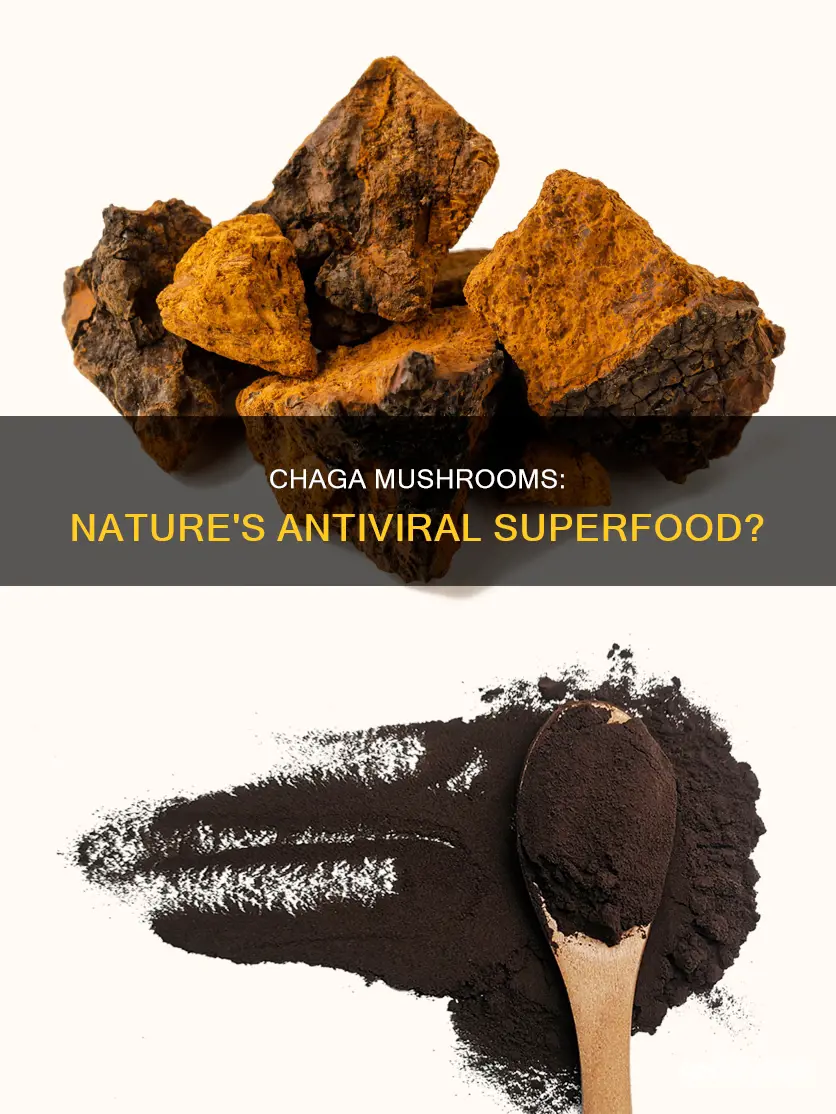 is chaga mushroom antiviral