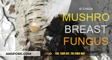 Chaga Mushroom: Nature's Breast Fungus?