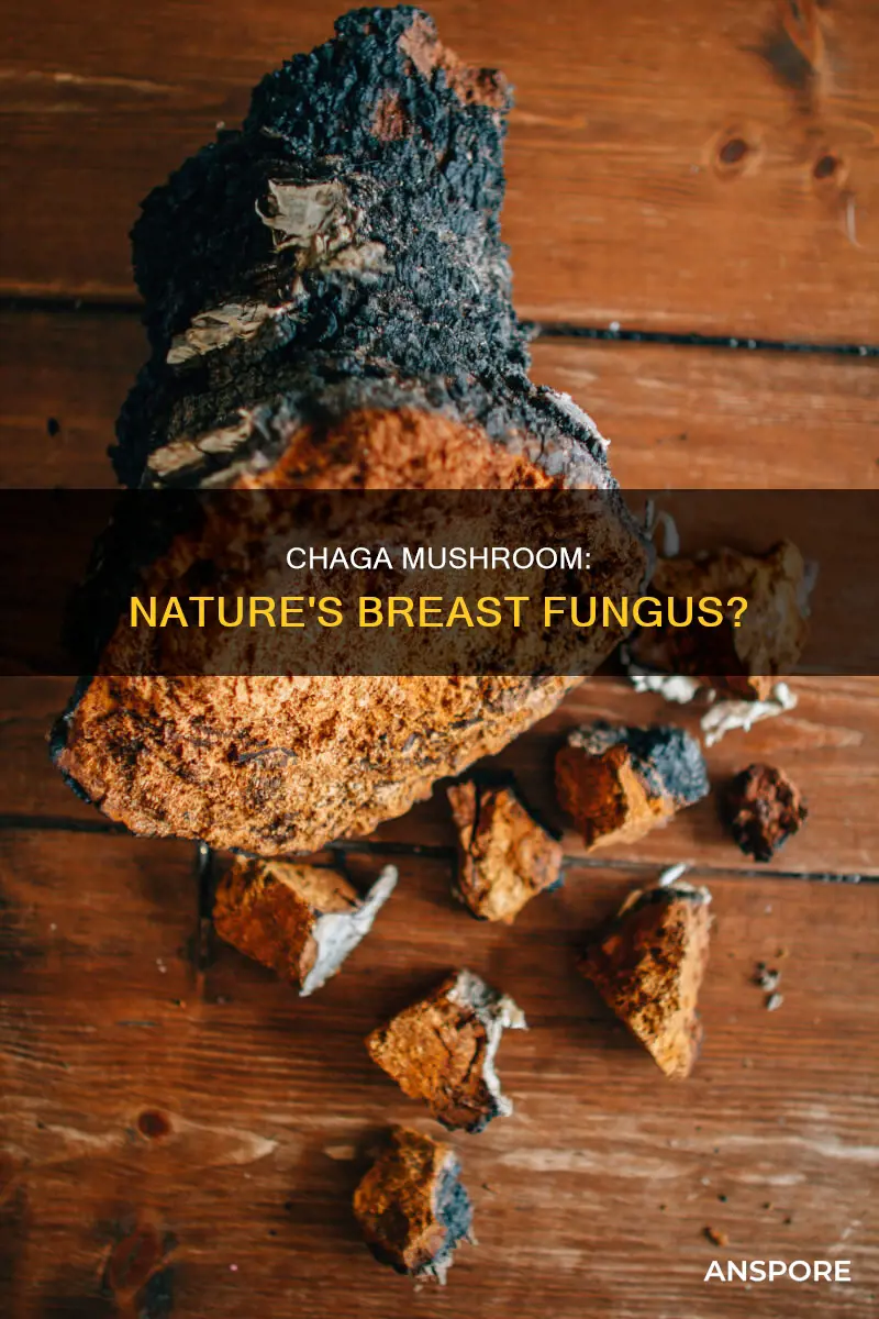 is chaga mushroom breast fungus