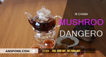 Chaga Mushroom: Is It Safe or Dangerous?