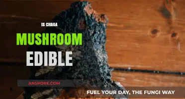 Is Chaga Mushroom Edible? Exploring Its Safety and Culinary Uses