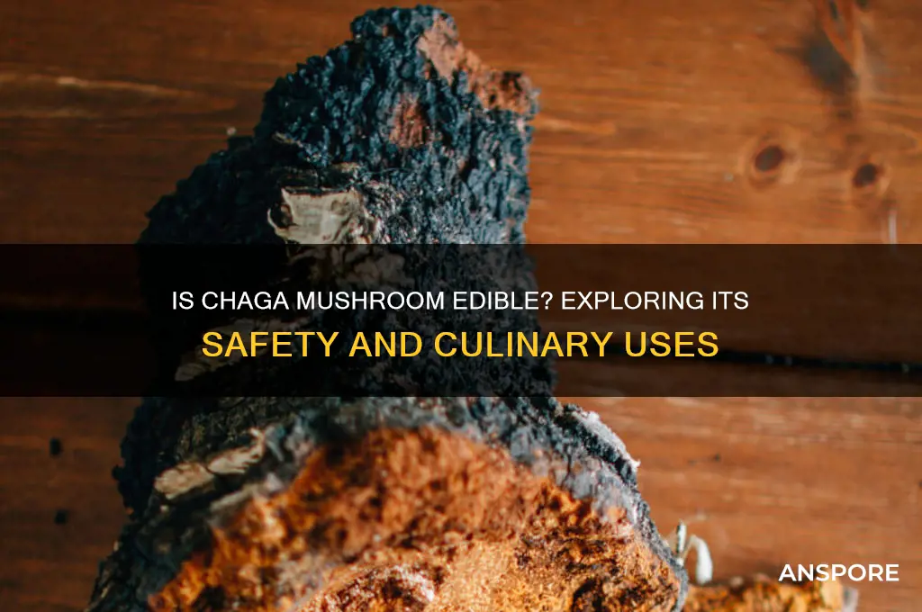 is chaga mushroom edible