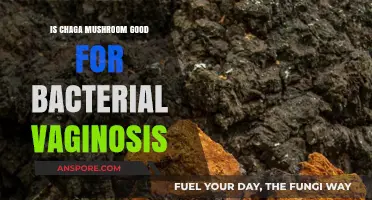 Chaga Mushroom Benefits: Can It Help Treat Bacterial Vaginosis?