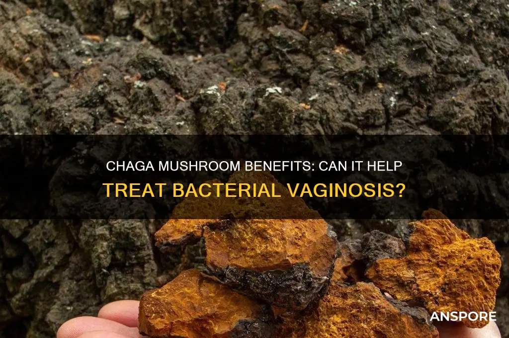 is chaga mushroom good for bacterial vaginosis