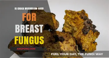 Chaga Mushroom Benefits: Can It Treat Breast Fungus Effectively?