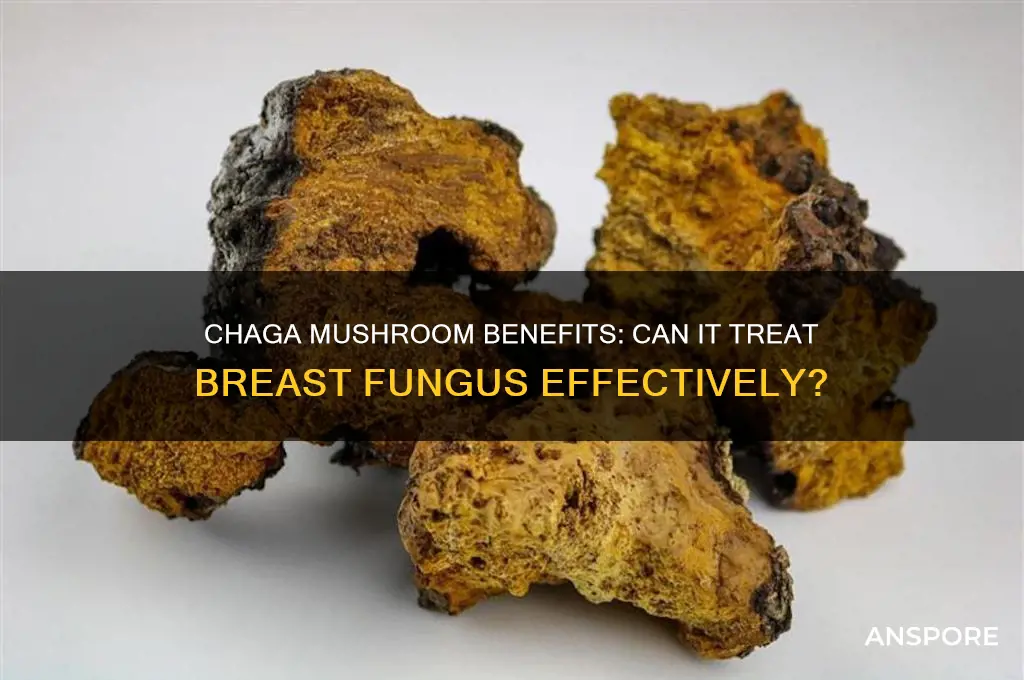 is chaga mushroom good for breast fungus
