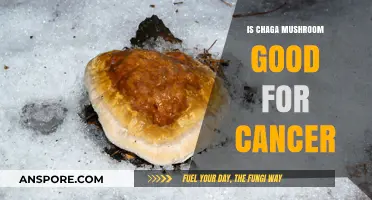 Chaga Mushroom Benefits: Potential Cancer-Fighting Properties Explored