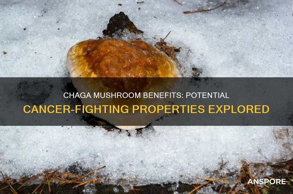 is chaga mushroom good for cancer