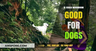 Chaga Mushroom Benefits for Dogs: Safe or Risky Superfood?