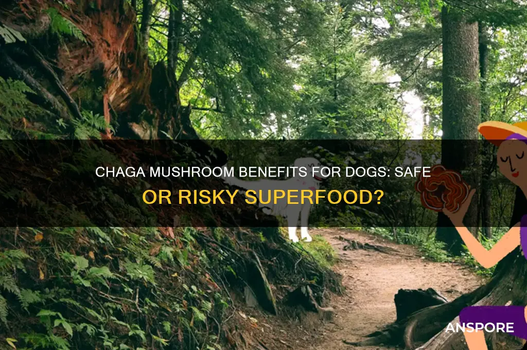 is chaga mushroom good for dogs