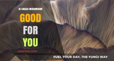 Chaga Mushroom Benefits: Unlocking Its Potential for Health and Wellness