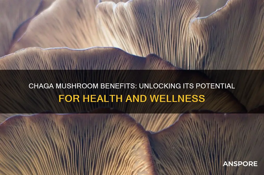 is chaga mushroom good for you