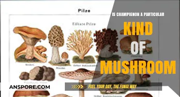 Is Champignon a Unique Mushroom? Exploring Its Classification and Characteristics