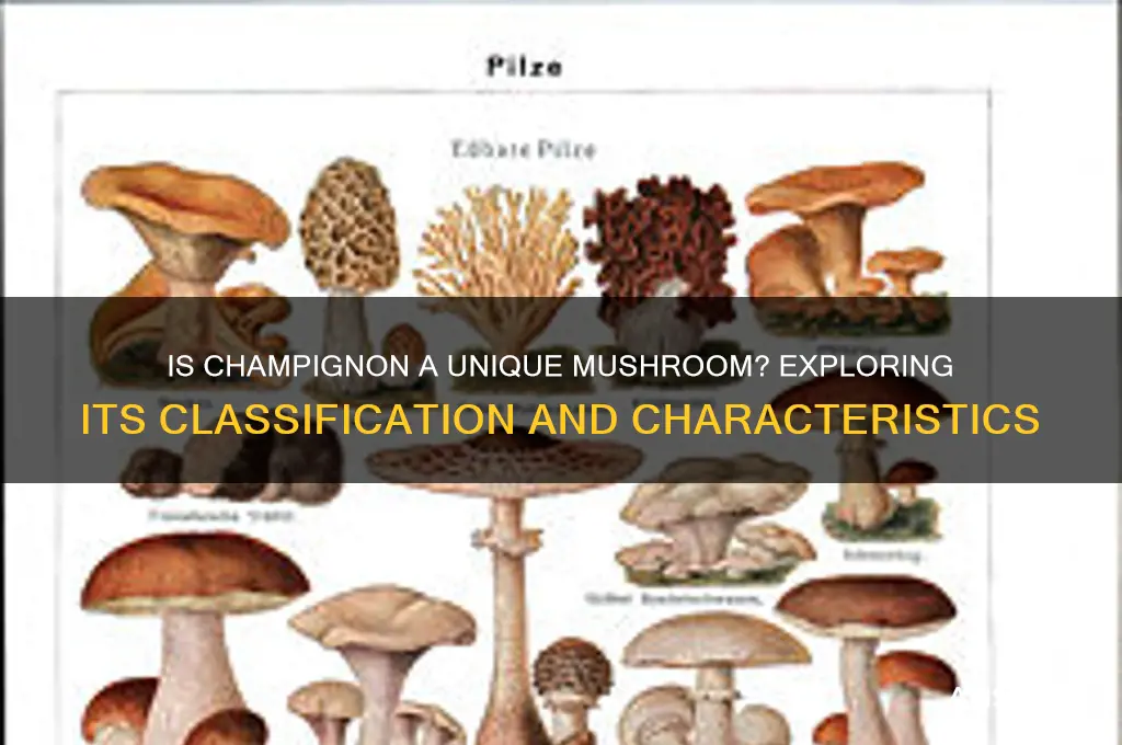 is champignon a particular kind of mushroom