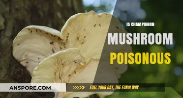 Are Champignon Mushrooms Poisonous? Uncovering the Truth About This Fungus